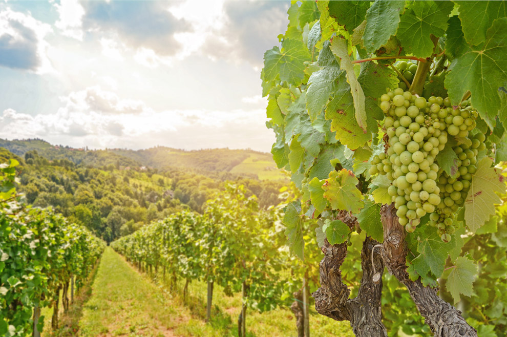 Винени маршрути (България и Балканите)